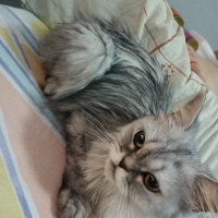 Bu Masum..