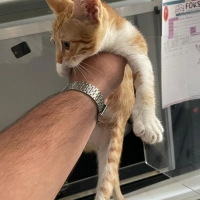 BU AKILLI..
