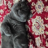 Taşınma n..