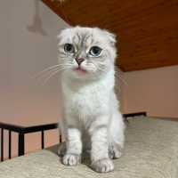 NİKO YENİ..