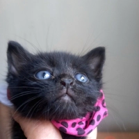 Panter öm..