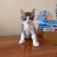 Minik Bob..