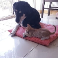 KISIRLAŞT..