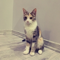 Dişi kedi..