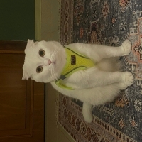 Piko’ya Ö..
