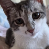 Bu guzell..