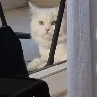 Tıraşlı K..