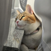 Kendini sevdirmeye bayılan kedi yuva arıyor