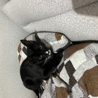 Zeytin ço..