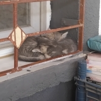 Uysal şaş..