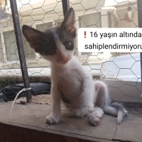 Denizli'd..