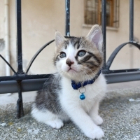 ÇOK ÇOK A..
