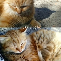 Sevgi dol..