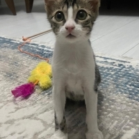 Dobby koc..