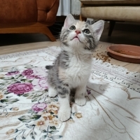 Dünya tat..