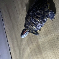 🐢 Tatlı..