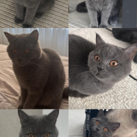 Oyuncu ve sevecen bir kedi yuvasını arıyor