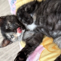 Çok sevecen ve hareketli bir kedi uyum sağlıyor