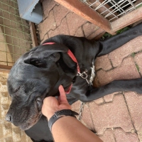 Korumacı Dost Cane Corso