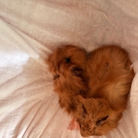🐹 4 Aylık Dişi ve Erkek Guinea Pig Sahiplendiriliyor