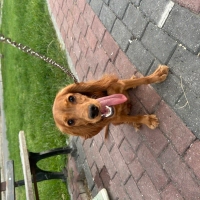 Bella (Dİ..