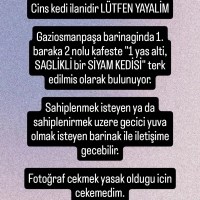 1 yas alti SİYAM KEDİSİ