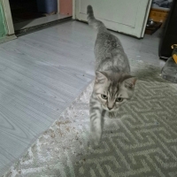 Çip devri yapılacaktır