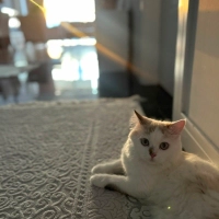 Maya yeni..