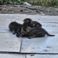Yeni Doğm..