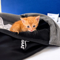 🐾 YUVA ARIYORUZ 🧡