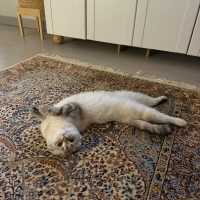 Çok uysal..