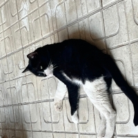 Komşumuz..