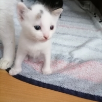 Sevgi dol..