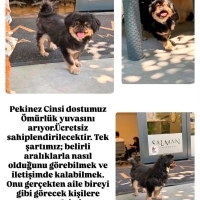 Sevimli s..