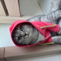 Maddi durum olmadığı için sahiplendirmek istiyorum