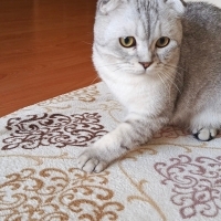Çok uysal bir kedi. Çocuk dostu