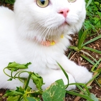 Dünya Tat..