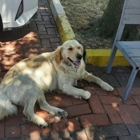 İnsan dostu golden retriever