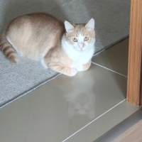 Çok Uysal..