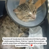 O artık 3..