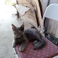 Minik dostum Değerli
