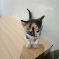 MİNNAK YU..