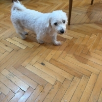 puppy 5,5..