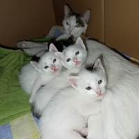 Minik Smo..