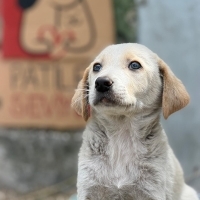 Jolly içi..
