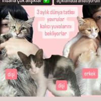 ANKARA: S..
