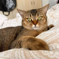 İLGİ ARSIZI, SEVECEN ÇOK AKILLI BİR KEDİ