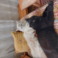 Bal gözlü..