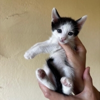 Minik sev..