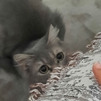 Sokakta y..